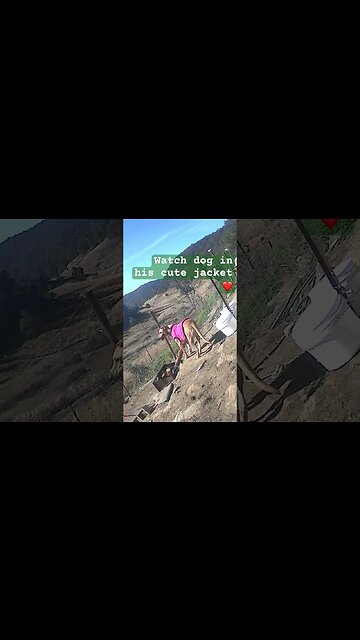 Farm surveillance. Farm dog in cute jacket ❤️