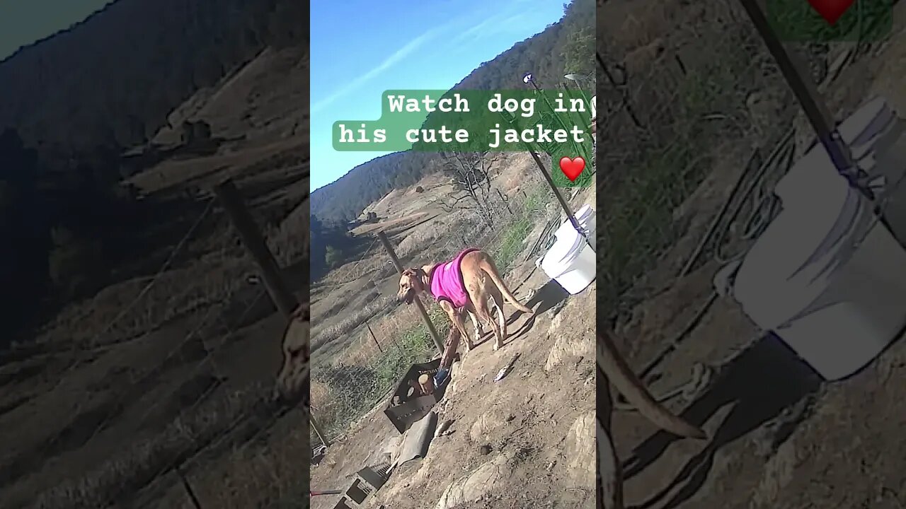Farm surveillance. Farm dog in cute jacket ❤️