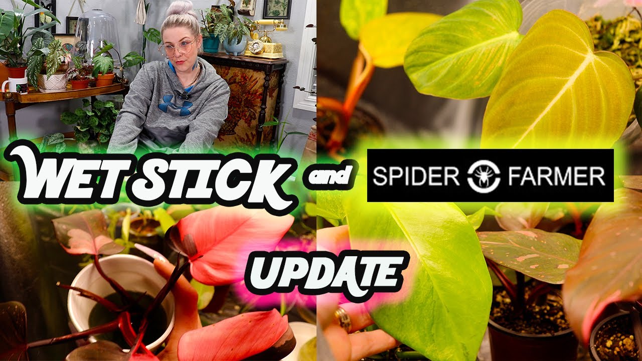 Wet Stick & Spider Farmer Grow Tent Update