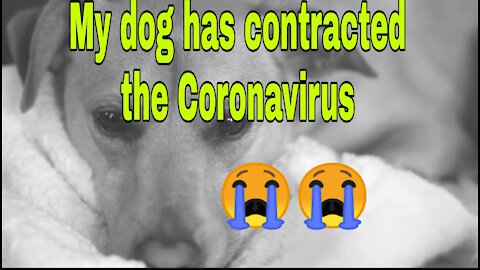 My dog ​​has contracted the Coronavirus😭😭