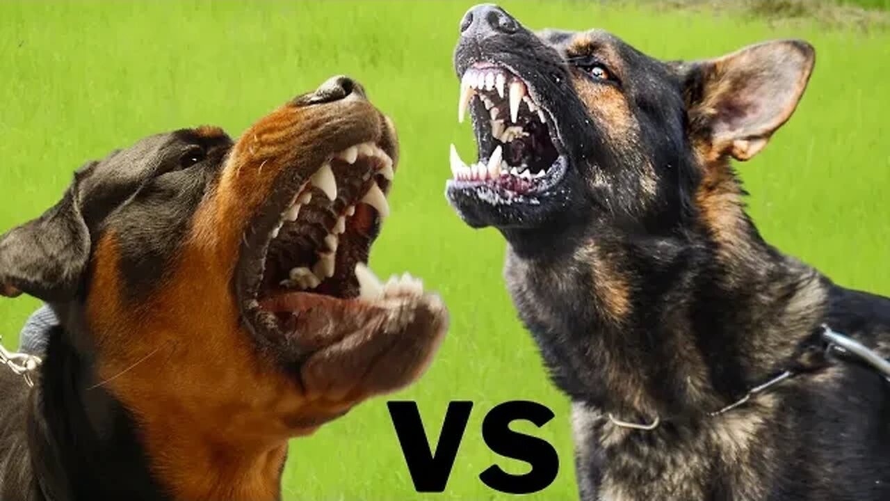 German shepherd vs Rottweiler #dog #viral #youtube #trending #rottweiler #doglover