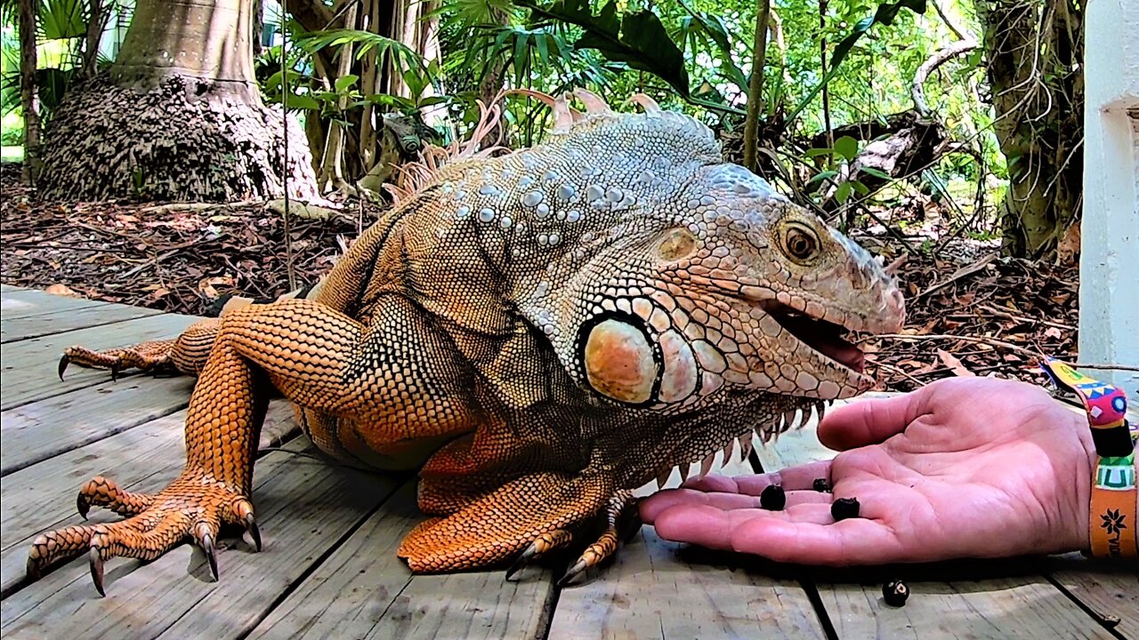 Gigantic Resort Iguana Fearlessly Eats From Tourist's Hand