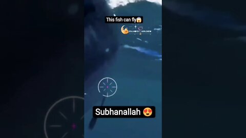 This fish can fly