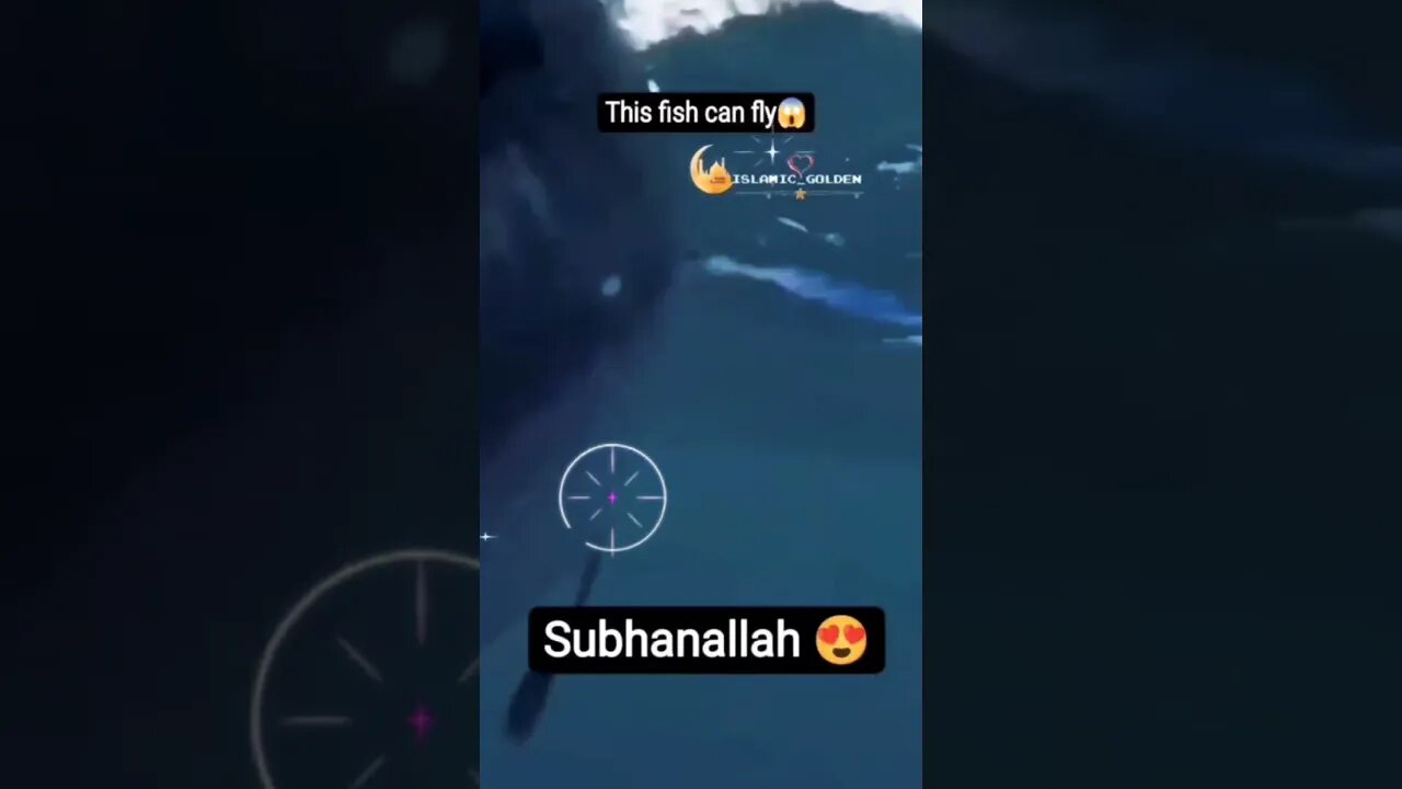 This fish can fly