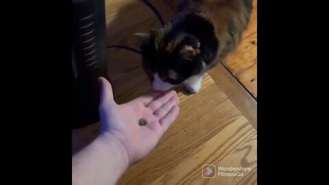 Want some catnip?