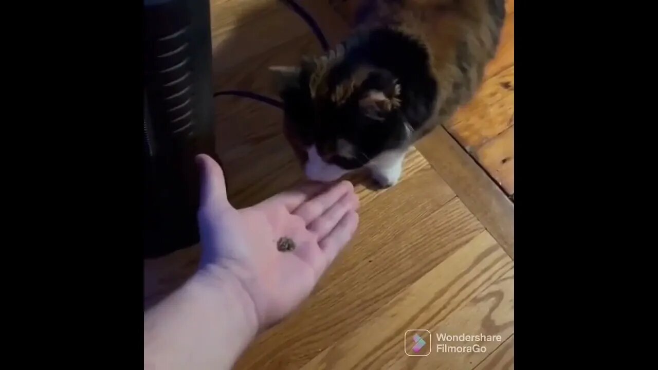 Want some catnip?