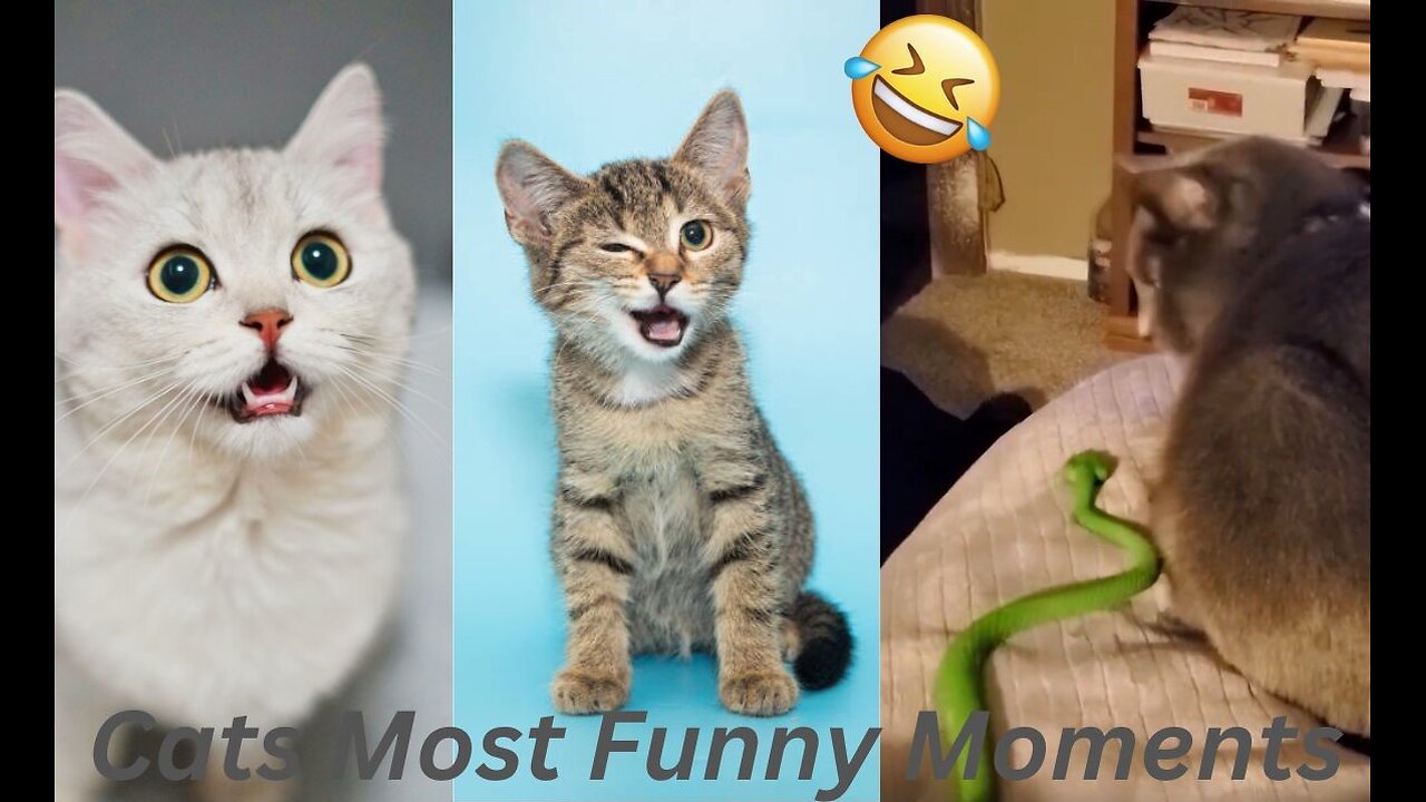 Cats Most Funny Moments