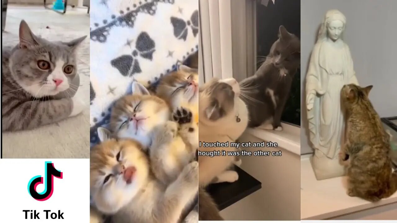 35 minutes of pure happiness with Tiktok funny pets videos 2021