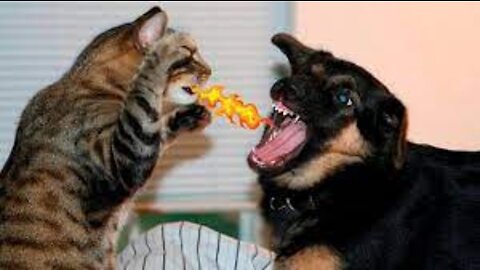 Funniest Cats and Dogs