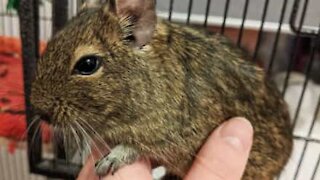 Degu elsker at blive kælet og beder om mere