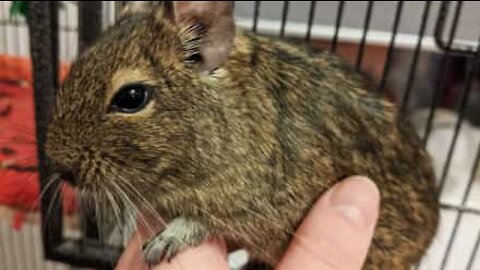 Degu elsker at blive kælet og beder om mere