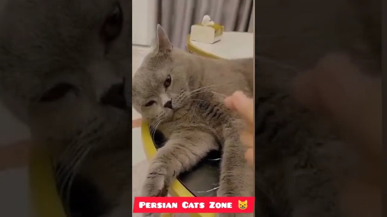 #persian #cats #zone