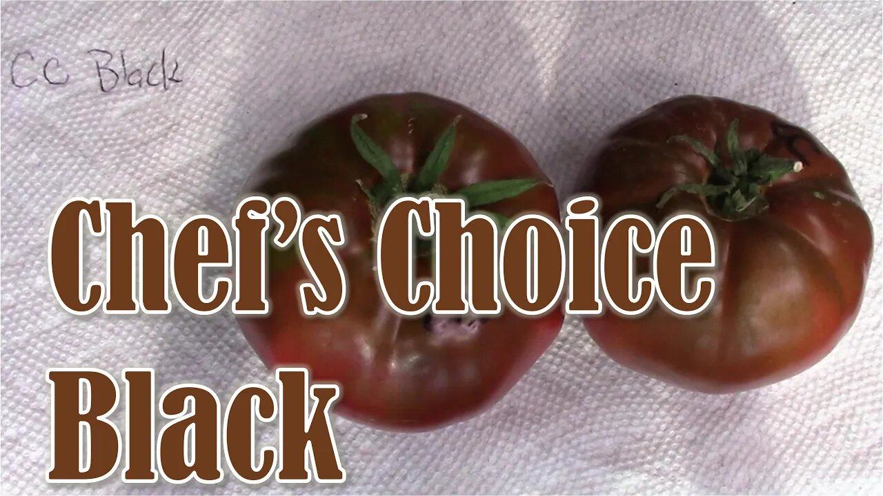 Tomato Review: Chef's Choice Black (Hybrid)