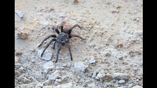 How To Survive A Tarantula Bite