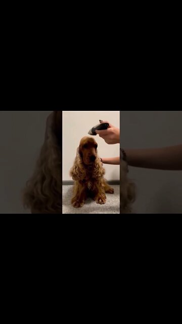 When you have no hair, but still go to the barber