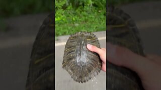 Turtle road rescue gone wrong! #snakes #herping #shorts