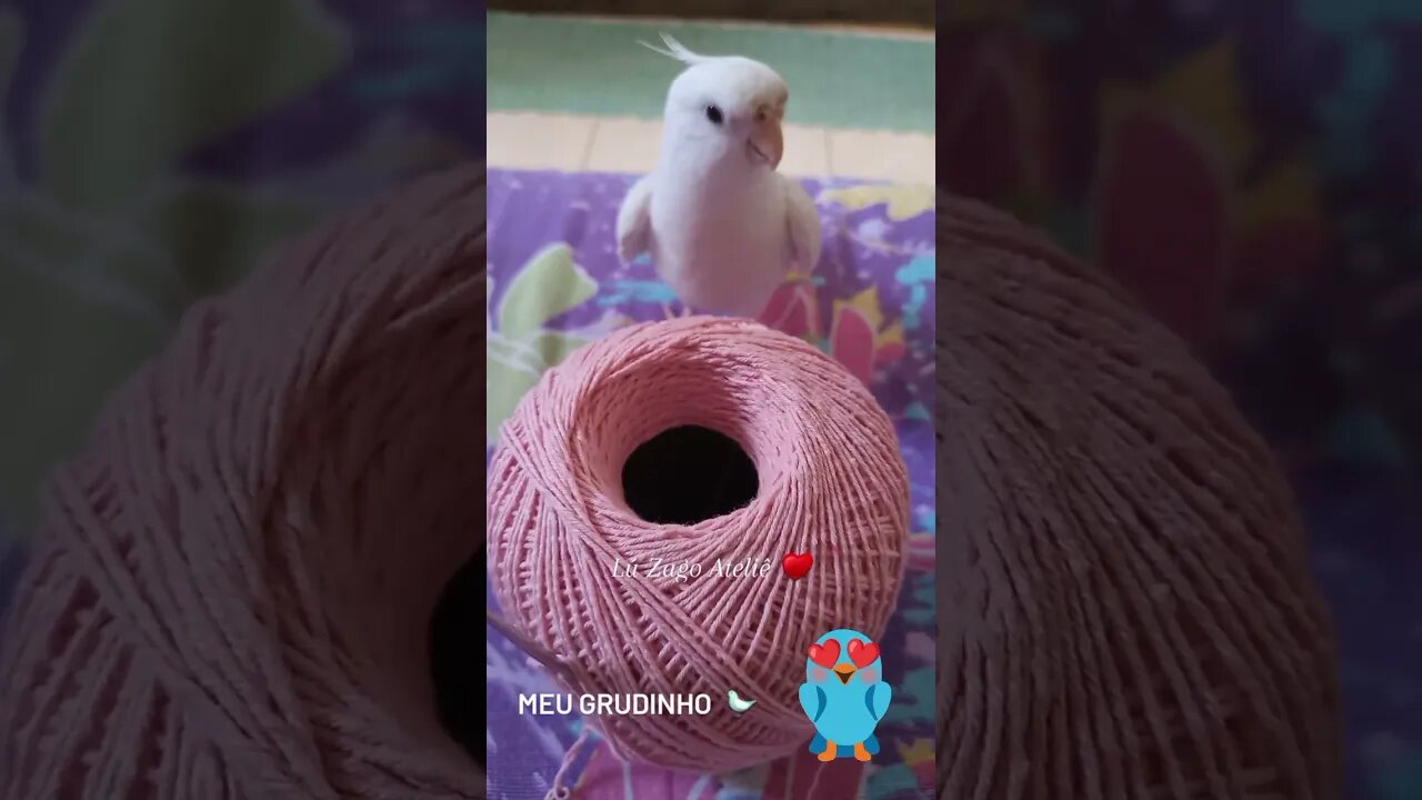♥️COMO VC CHAMA?♥️🐦