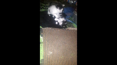 Cat cute baby day 3 funny