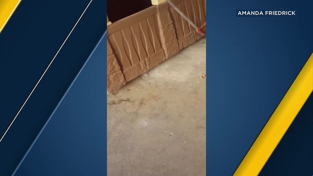 18 rattlesnakes found under children's playhouse in Ridgecrest backyard