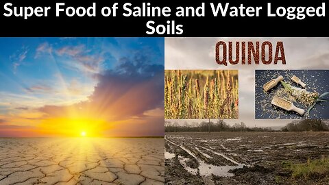 What is the Super Food of Saline and Water Logged Soils ? What are the future prospects of Quinoa