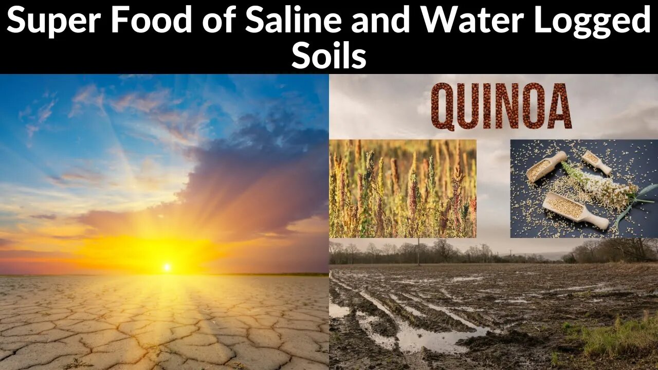 What is the Super Food of Saline and Water Logged Soils ? What are the future prospects of Quinoa