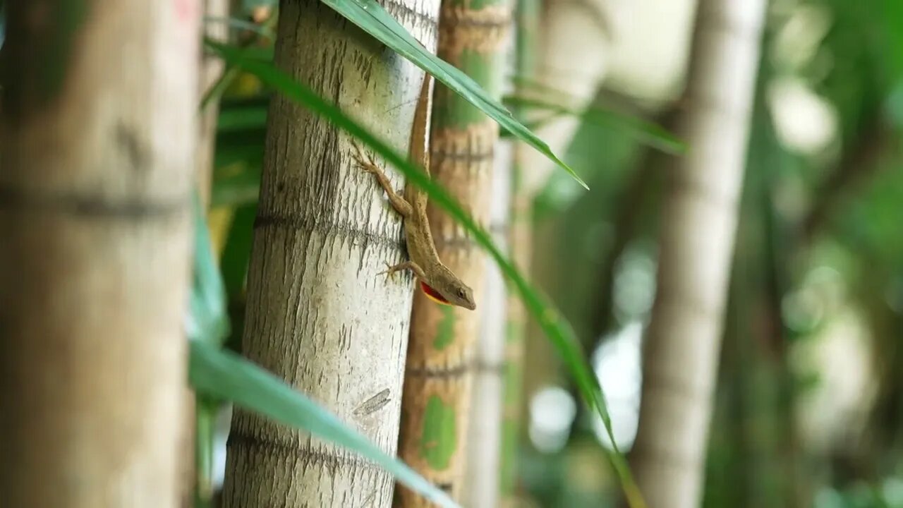 Watch and Relax, Mother Nature Beautiful Scenery in 4k HDR-12