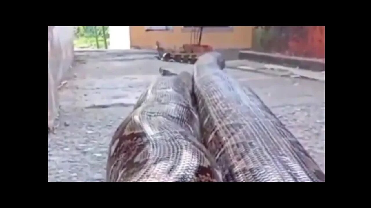 Biggest Python In The World / Ular Piton Terbesar Di Dunia 04 - AnimalLover #shorts #shortsvideo