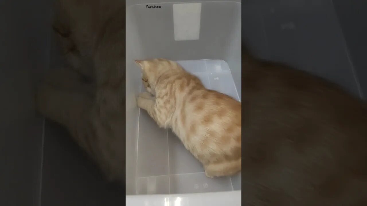 Cat Scratch the Scratcher #short #Catgame #scratching