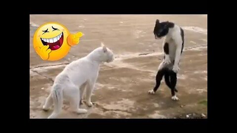 Very funny video For pets