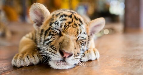 CUTEST BABY TIGER || WATCH WITH A SMILE