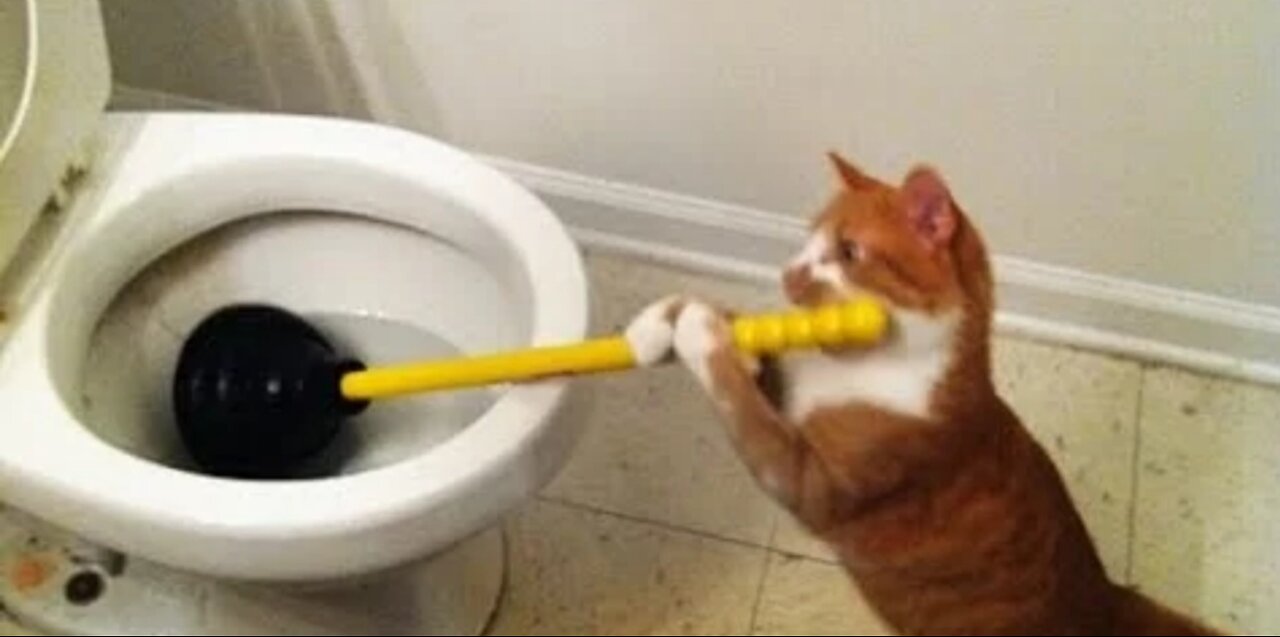 funny cats