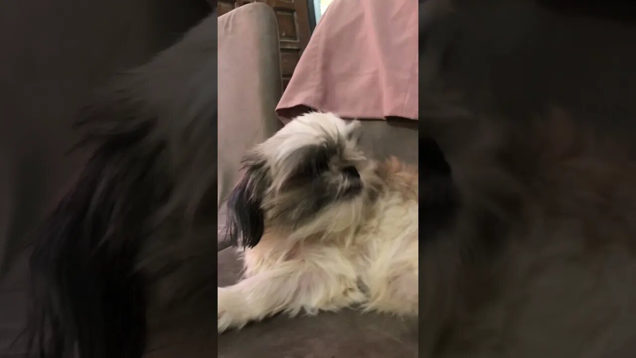 My Dog's REACTION when I Kiss Her