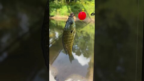 4th fish of the day! Bluegill! #fishing #outdoors #nature