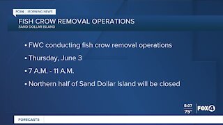 FWC to remove fish crow on Sand Dollar Island