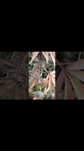 Sticky Glue by Inhouse Genetics from my last harvest. She was gorgeous 😍 #shorts #420 #plants #bong