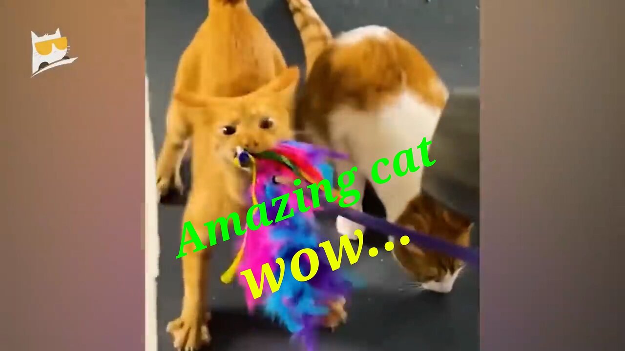 Little cat amazing videos