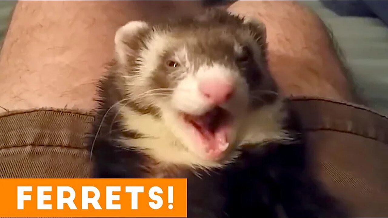 Most Adorable Ferret Video Ever August 2018 | Funny Pet Videos