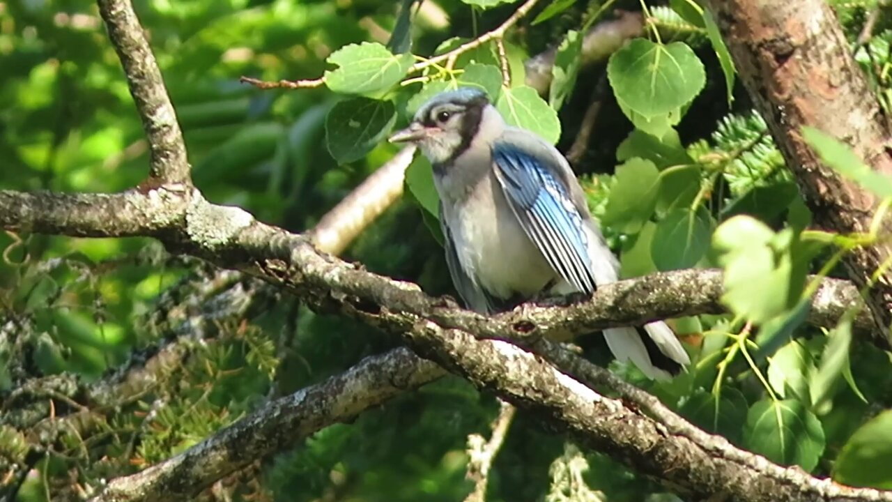 Wildlife - Blue Jay Birds Competing for a Female's Love