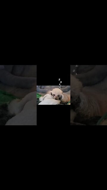 Awe. my sweet boy Freddie. Just 2 much puppying today. So much energy for a 16.5 yo.