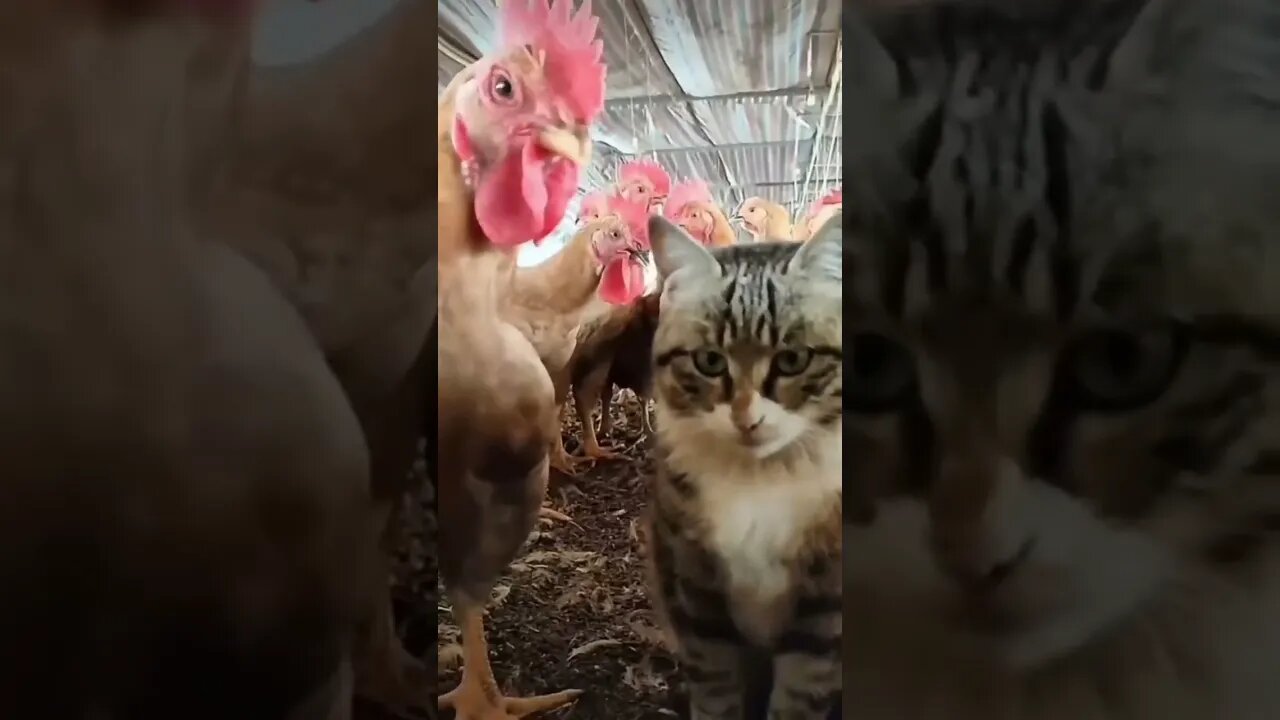 Cat vs Chicken Hilarious #shorts