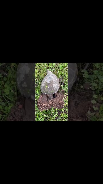 My Friend’s Yard Has Different Problems Than Mine