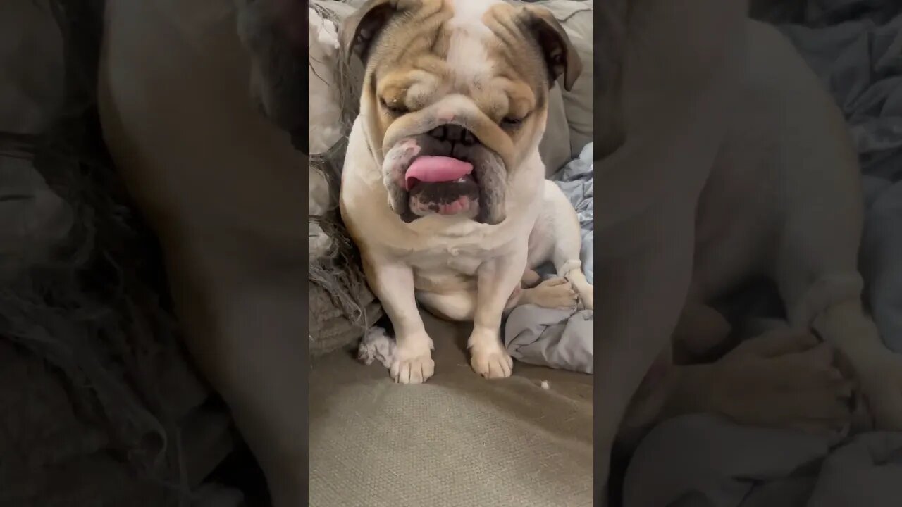 He’s Sad Mad Shy and Sleepy 🤣 #englishbulldog