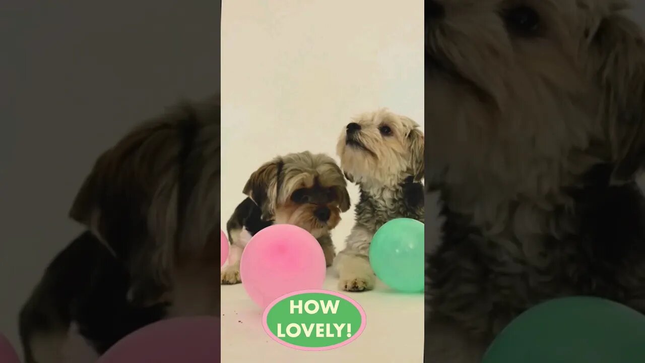 How lovely l #cutepets #puppy #dog #ytshorts #viral #shorts