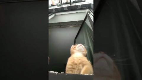 Cat Trying To Catch Snowflakes