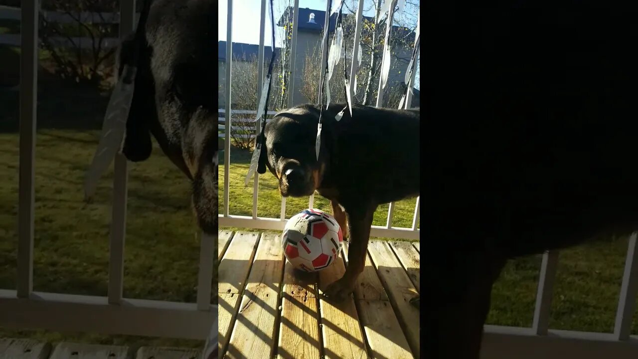 Rottweiler This Is Mine! 😄😂 #rottweiler #shorts