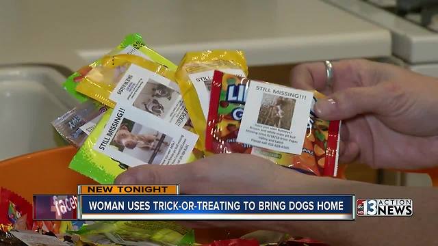 Las Vegans use trick-or-treating to bring missing dogs home