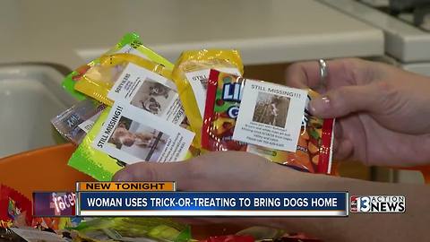 Las Vegans use trick-or-treating to bring missing dogs home