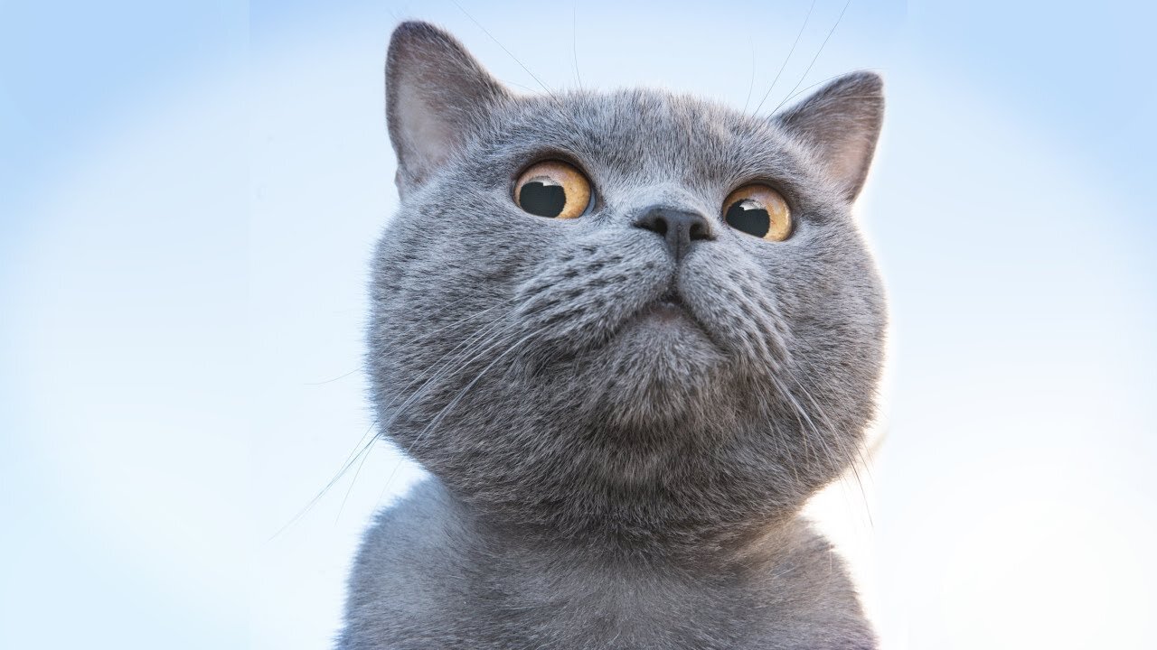 Funny And Cute Cat'S Life