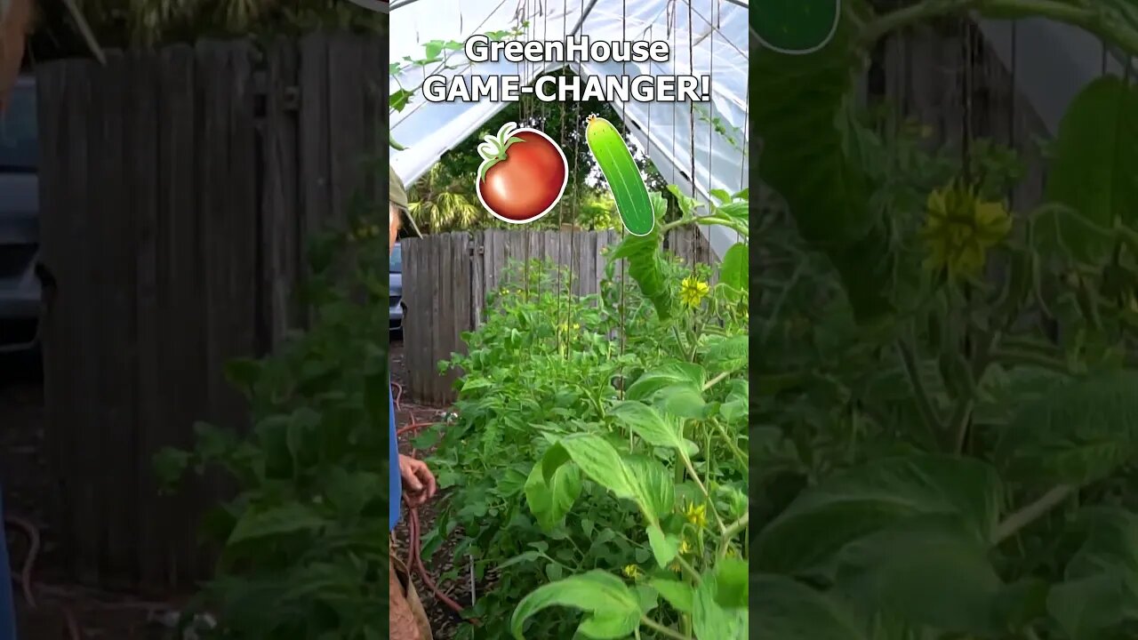 🍅#Tomatoes + 🥒#Cucumbers love growing in a greenhouse!! #shorts #gardening #florida