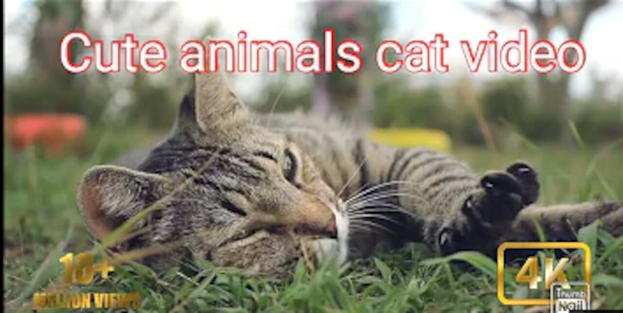 Cute animals video's / Cute cat videos / Funny cat's videos